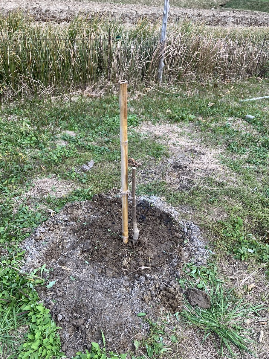 きょうは、イチジクの木を植えたじゃ。
昨日、春配送で頼んでいた苗木が届いたじゃ。
店に文句を言おうかとも思ったじゃが、良心的と言われる種苗店なので、電話するのは辞めたじゃ。
無事育ってくれることを祈る🙏ばかりじゃ。