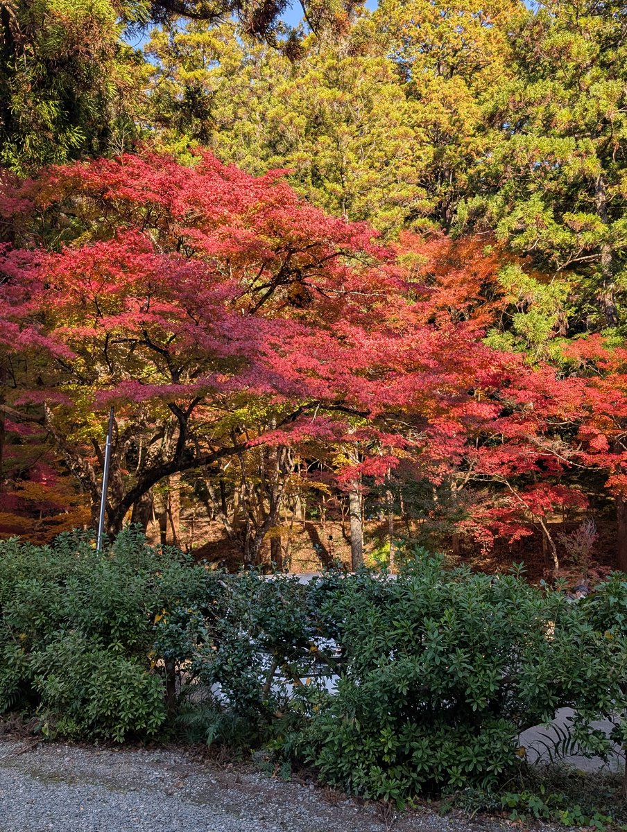 oka2603's tweet photo. 遠州小國神社の紅葉！ https://t.co/CZqz14z7tp