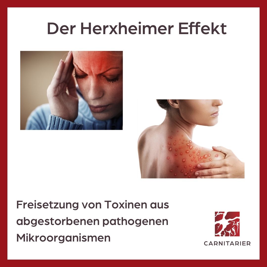 carnitarierin's tweet photo. https://t.co/XoVhfOHjAa #carnitarier #carnivoreernährung #detox #herxheimer #entgiftung #gesättigtefette https://t.co/jMJuUGLKvv