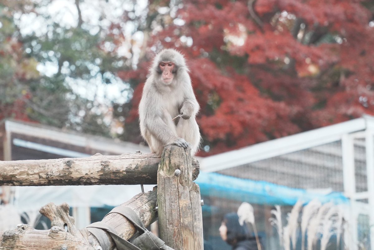 mzkloh's tweet photo. 最近のお休みはカメラ持って撮影に
今日は2回目の多摩動物公園に https://t.co/KlOm5uoDQQ