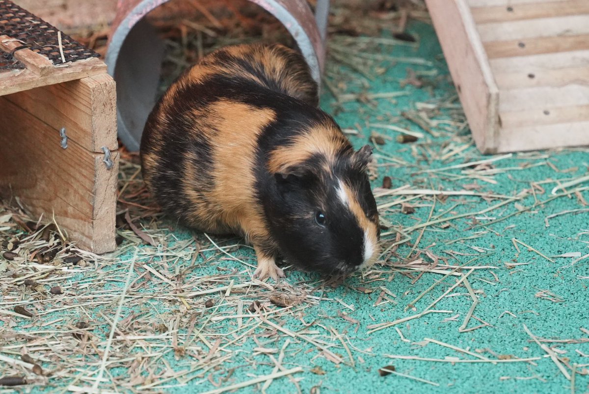 mzkloh's tweet photo. 最近のお休みはカメラ持って撮影に
今日は2回目の多摩動物公園に https://t.co/KlOm5uoDQQ