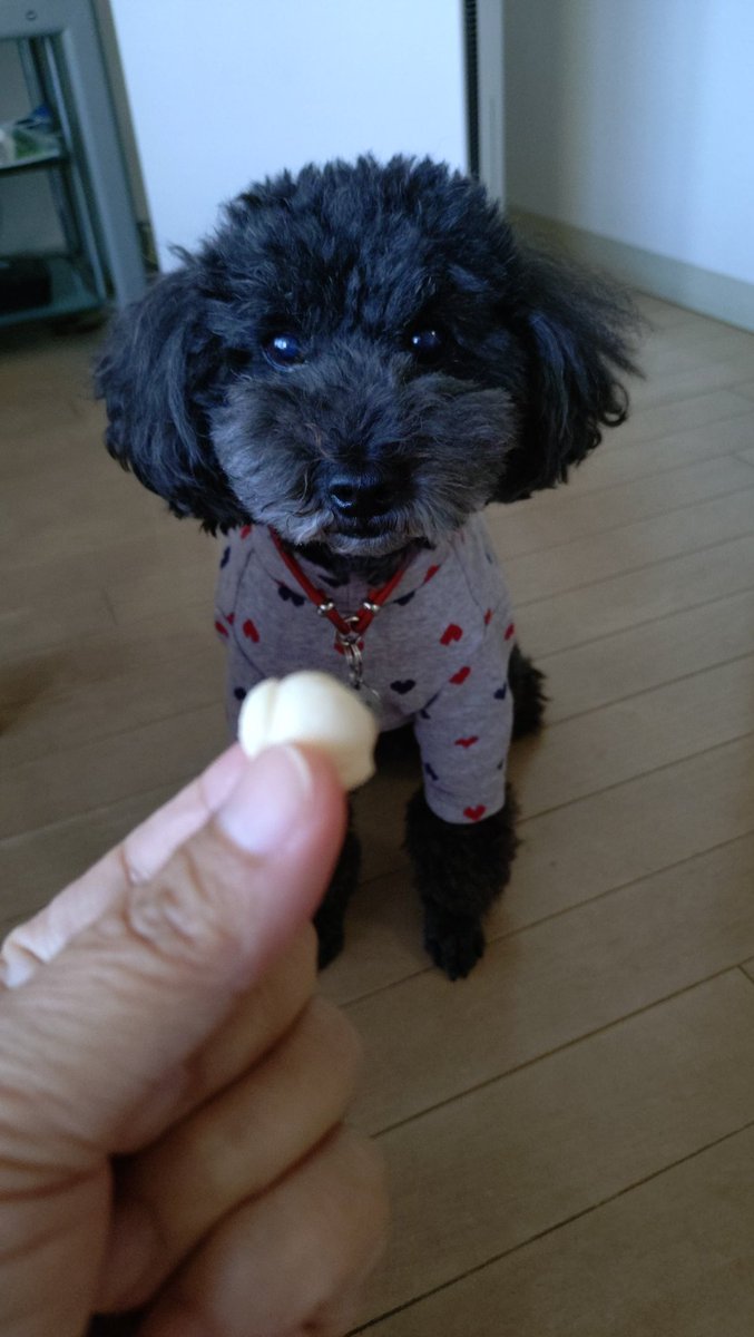 1011Nero's tweet photo. 今日のおやつは「たまごなしボーロ🥚」だよ(*^_^*)
よく見ないとわからないけれどわんちゃんの形をしているんだ。
３つ食べたよ🐾

#ネロの一日
@onesdaily1 https://t.co/71kLEx9PrI