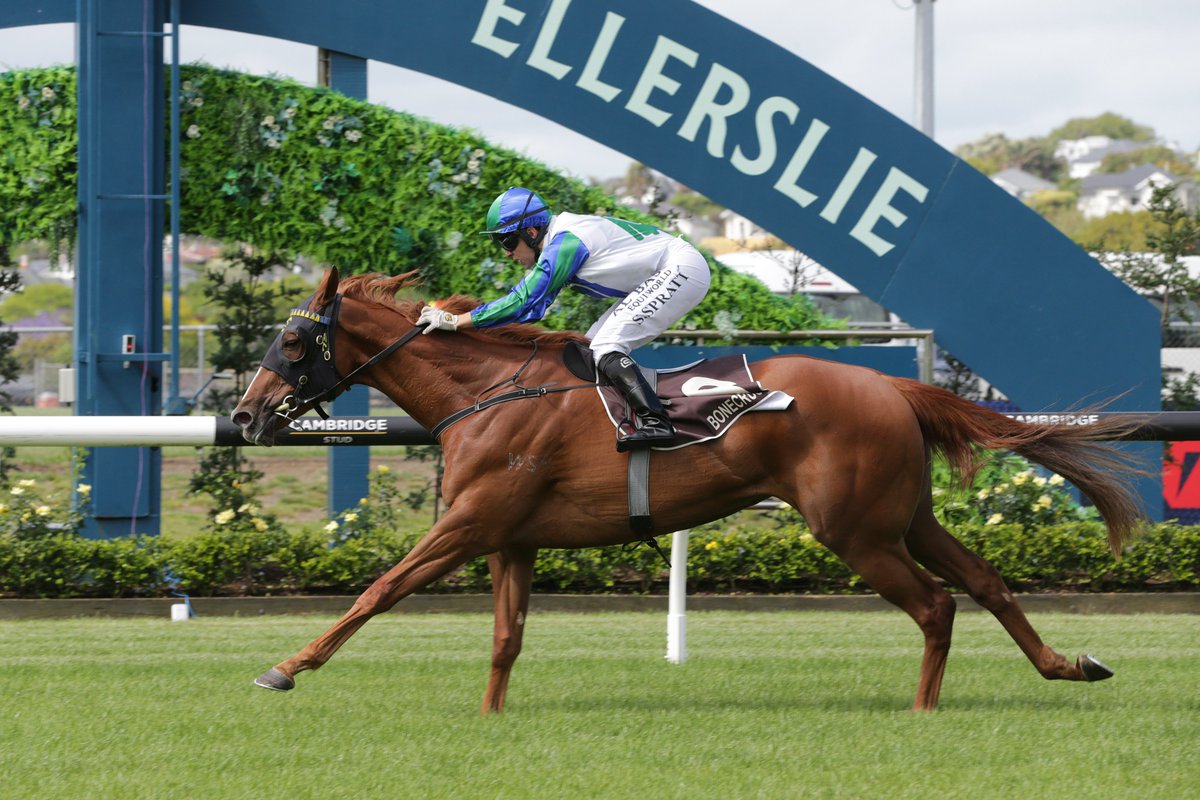 NZ Racing News (@nzracingnews) on Twitter photo NEWS: The outstanding form of Lance O’Sullivan and Andrew Scott’s three-year-olds continued at Ellerslie on Saturday with a one-two finish by Sethito (NZ) (Super Seth) and Prosegur (NZ) (Proisir) in the Gr.3 Bonecrusher Stakes (1400m).
racingnews.co.nz/bonecrusher-qu… NEWS: The outstanding form of Lance O’Sullivan and Andrew Scott’s three-year-olds continued at Ellerslie on Saturday with a one-two finish by Sethito (NZ) (Super Seth) and Prosegur (NZ) (Proisir) in the Gr.3 Bonecrusher Stakes (1400m).
racingnews.co.nz/bonecrusher-qu…