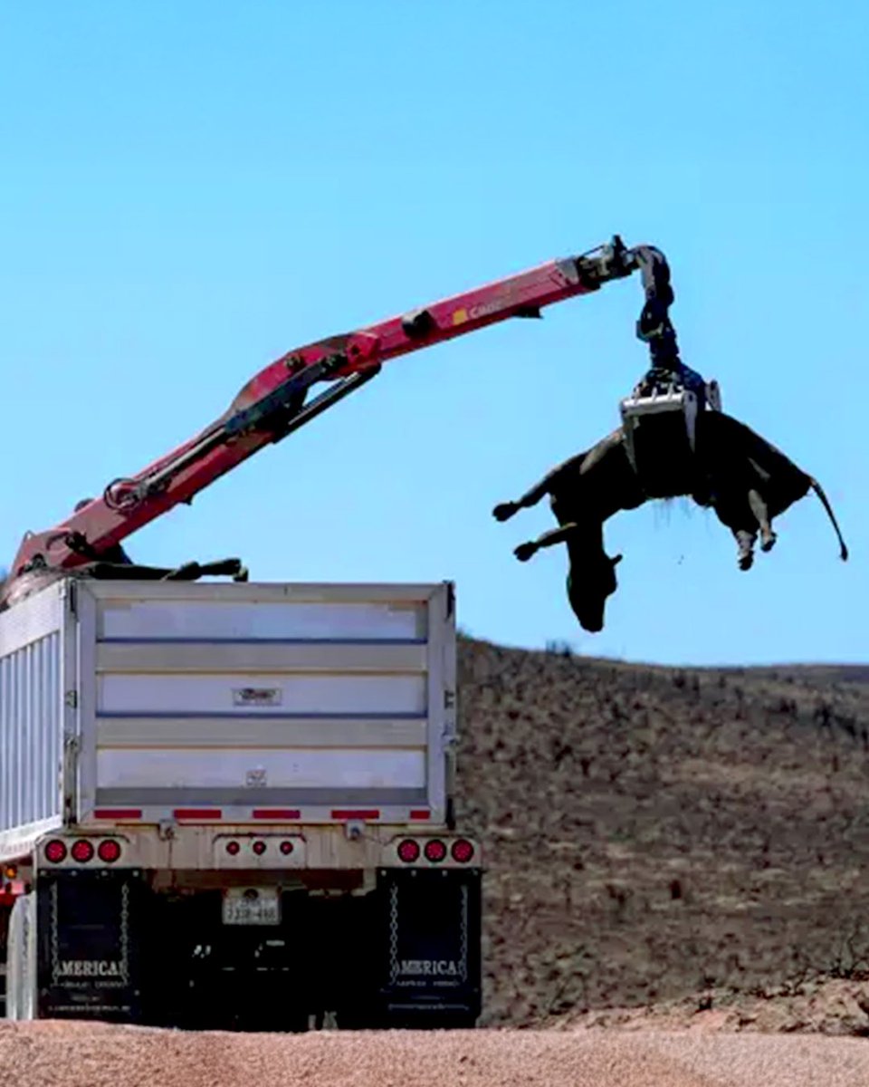 1 in 4 farmed animals never make it to grocery store shelves, with billions dying from disease, neglect, brutal transport, or being discarded during slaughter. This exposes more staggering inefficiencies and ethical failures of animal agriculture.