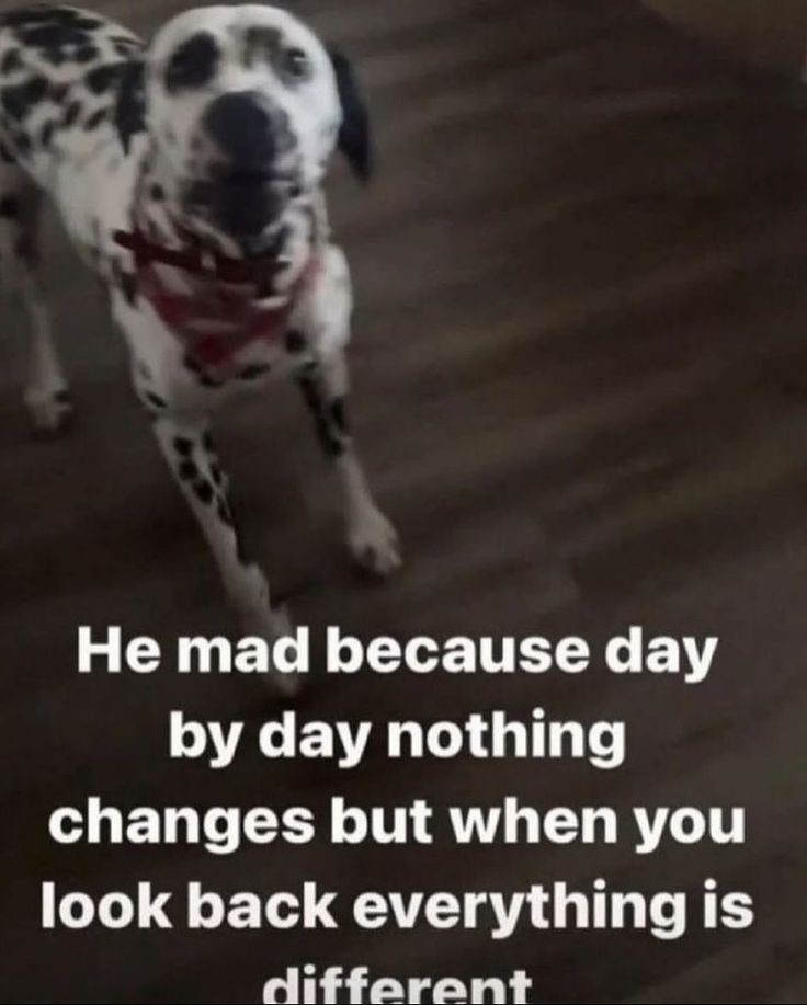 caninepoetry (@caninepoetry_) on Twitter photo 