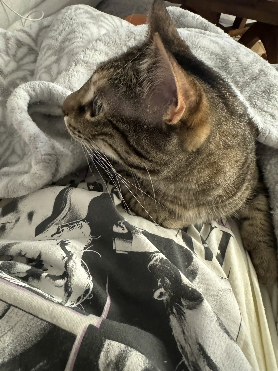 emilyyecc's tweet photo. She knows it's Surprise Song O'Clock and I need emotional support 🥰🥰🥰🥰🫶🏻🫶🏻🫶🏻🫶🏻 #bestkitty @taylorswift13 @taylornation13 https://t.co/h7Kafn4BF8