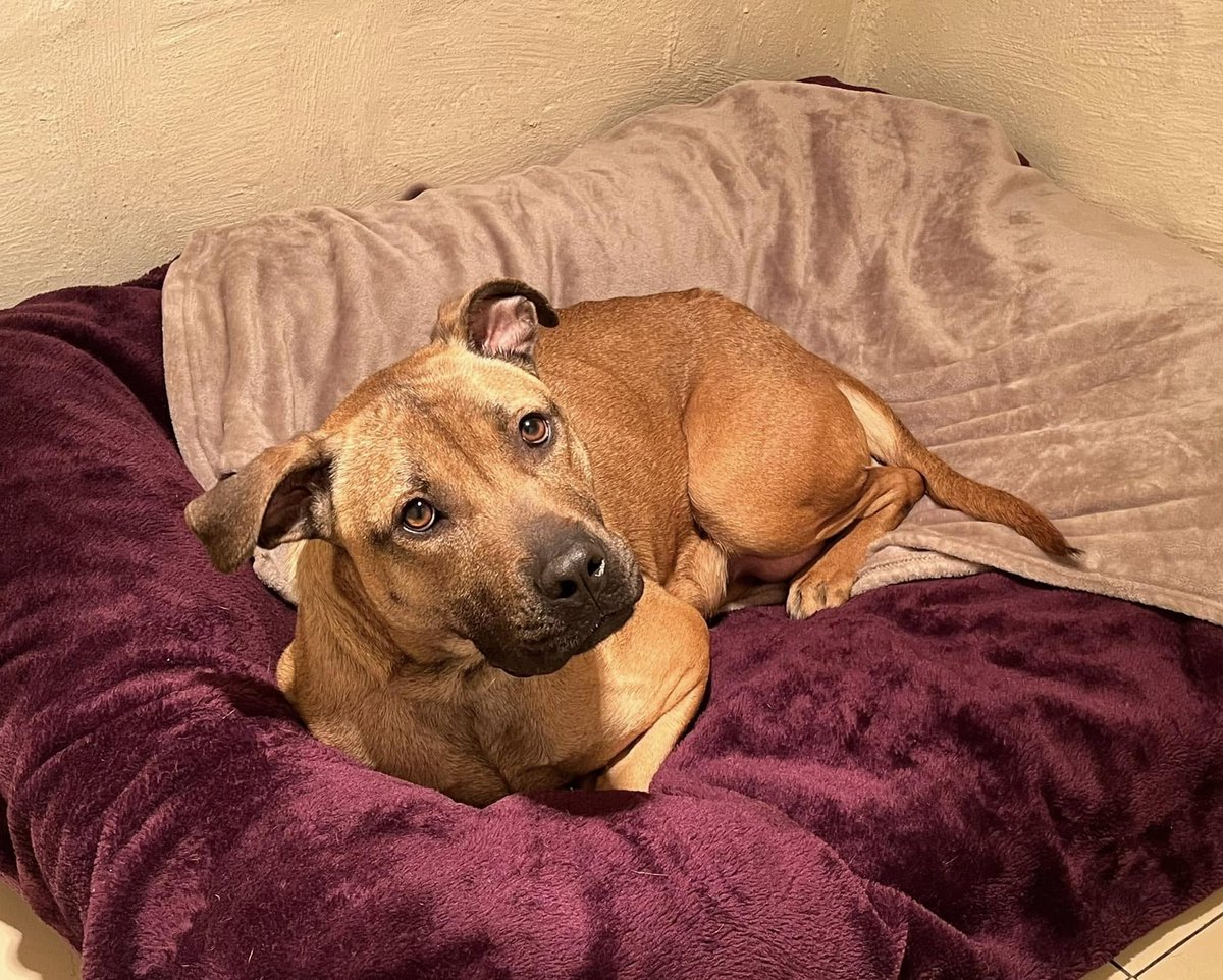 Please retweet, appeal for information  #LEOMINSTER #HEREFORD #HEREFORDSHIRE #ENGLAND #UK 
URGENT PLEA FOR INFORMATION, BREEDERS‼️💔
This lovely girl, now named Nancy, was taken to a local veterinary practice this morning with a request to be euthanised as the person had a