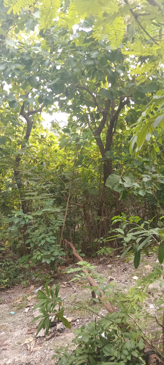 GetReed_Ranger's tweet photo. Sayo daw tag hiking2 diri bi if makasugat ba gyud tag kuan...

#hiking 
#pasingot
#kinsaykatoltol? https://t.co/GRVc9PPcte