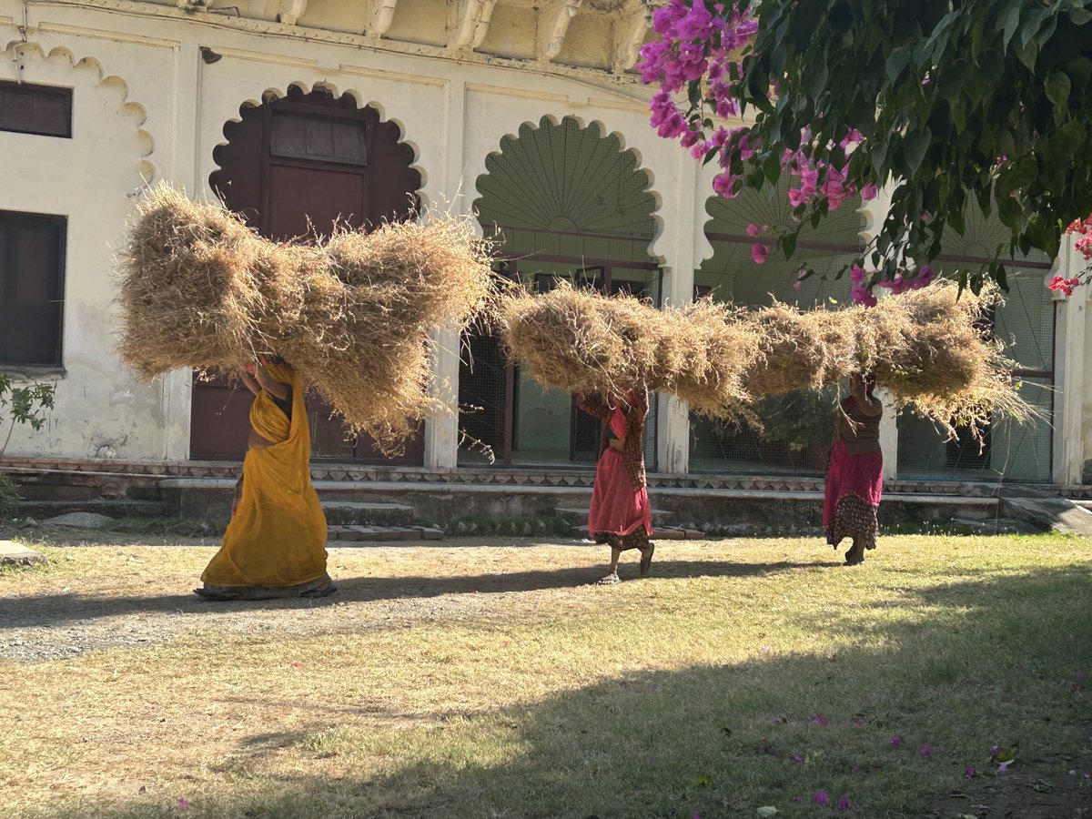 Majuli_Chapori's tweet image. #Fodder is essential!