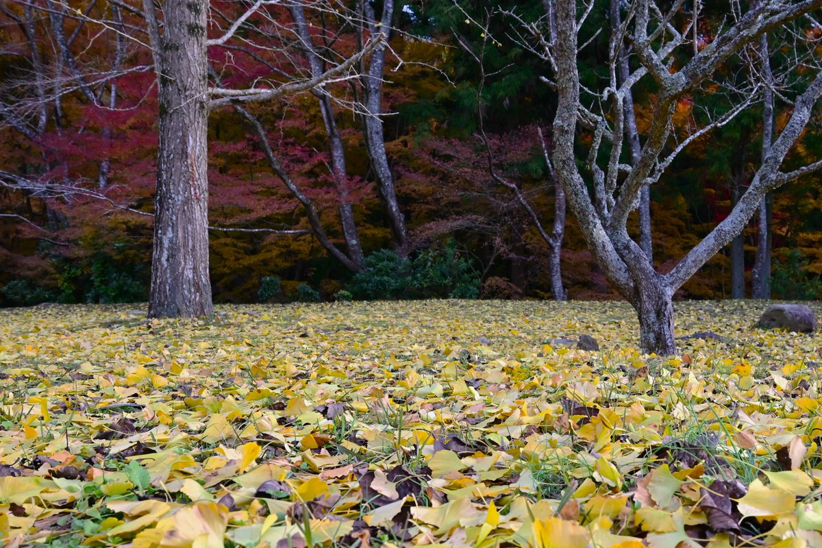 t_sakobe's tweet photo. 今日の両子寺です。
紅葉がきれいでした🍂  

#大分 #紅葉
#カメラ好きな人と繋がりたい 
#写真を撮るのが好きな人と繋がりたい
#ファインダー越しの私の世界ᅠ https://t.co/Xhmtl3xTNn