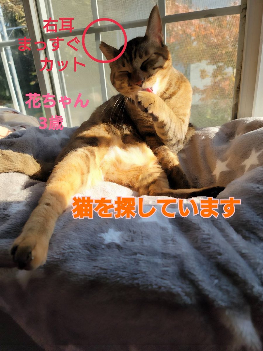 squirrelemi's tweet photo. 猫を探しています。麦わら猫または、茶系のキジトラ。4月11日横浜市金沢区富岡東の自宅から外に出てしまい行方不明のままです。花を野良猫だとおもわれ、保護してくださっているかたはいらっしゃいませんか。
#猫を探しています 
#拡散希望 
#リポストお願いします 
#横浜市金沢区 https://t.co/7krPND4IJg