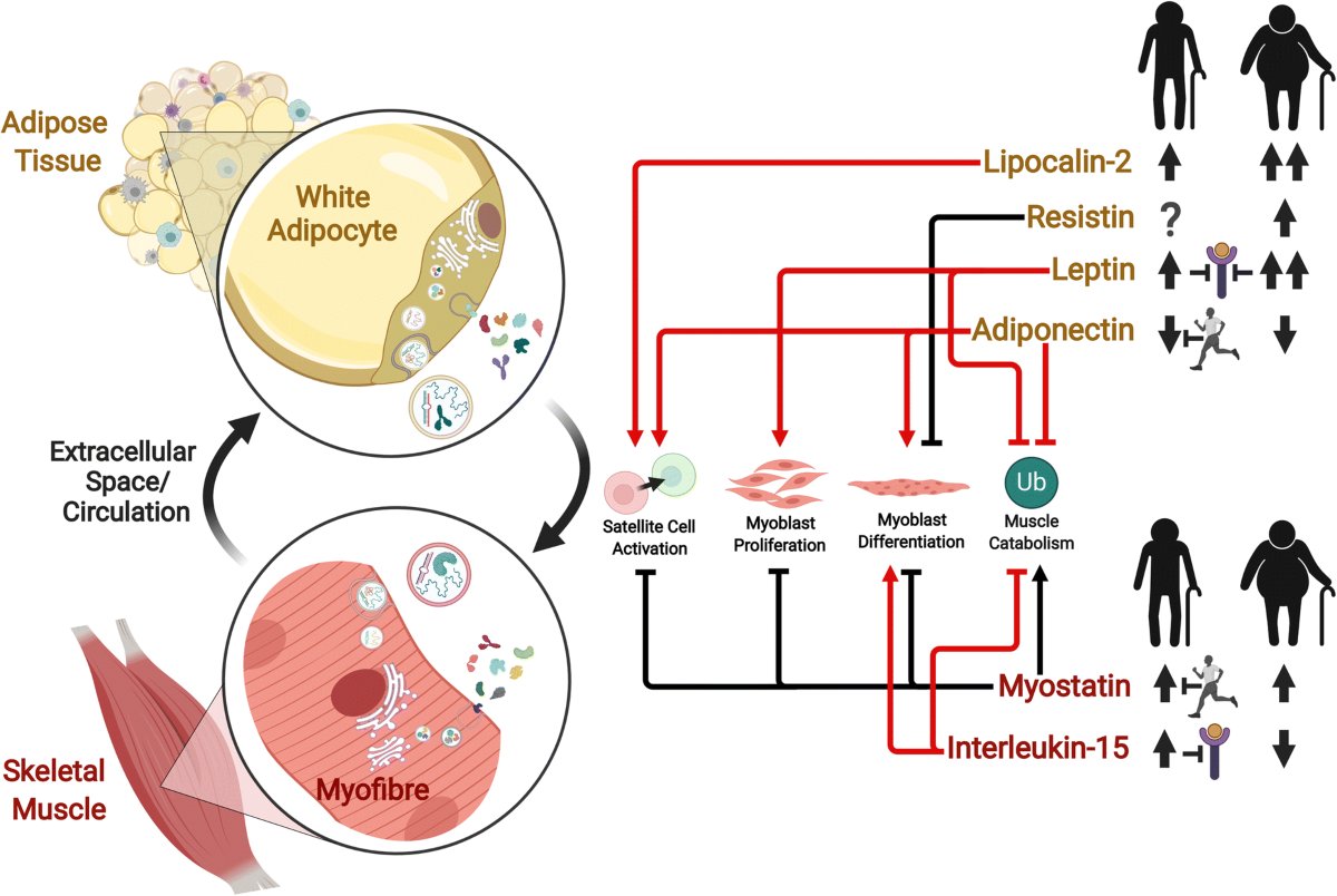 El músculo no se puede entender sin comprender la interacción y el crosstalk con el tejido adiposo

Role of adipose tissue cross talk in mediating skeletal muscle mass and function with ageing

link.springer.com/article/10.100…