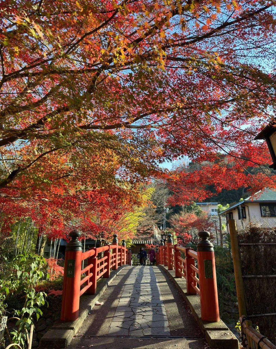 jou562's tweet photo. 「��然の恩恵を受け、美しい景色を望めることに感謝します😊
　当たり前の風景がいつまでも続きますように。」🍂🍁

#修善寺温泉 #japan #恋の橋めぐり #修善寺旅行 #極上の癒し #温泉街 #修禅寺 #鐘撞堂 #紅葉 #紅葉見ごろ #桂橋 #奥の院 #紅葉シーズン https://t.co/7HriMpv7mi