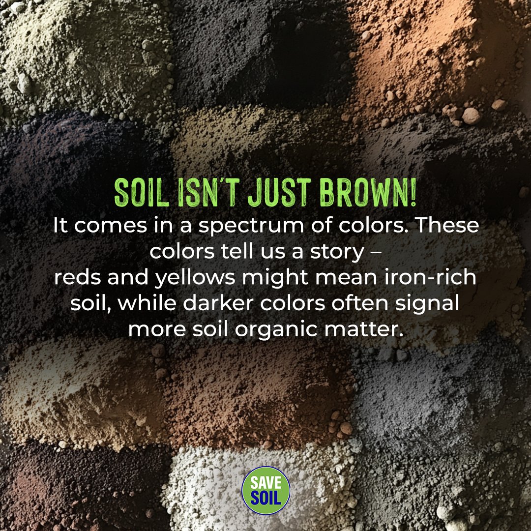 cpsavesoil's tweet photo. Soil is Earth's artist, painting a masterpiece in layers beneath our feet. Far from being a uniform brown, soil displays a fascinating array of colors that serve as nature's own diagnostic tool. 

The vibrant reds and yellows often seen in soil profiles are like geological fingerprints, frequently indicating the presence of iron-rich minerals and offering clues about the soil's formation and age. As we move towards the darker end of the spectrum, we encounter the fertile blacks and deep browns, usually signaling a wealth of soil organic matter - the lifeblood of healthy soil ecosystems. 

#SaveSoil #COP16 #SaveSoilSecureFuture #COP16Riyadh #FunFact