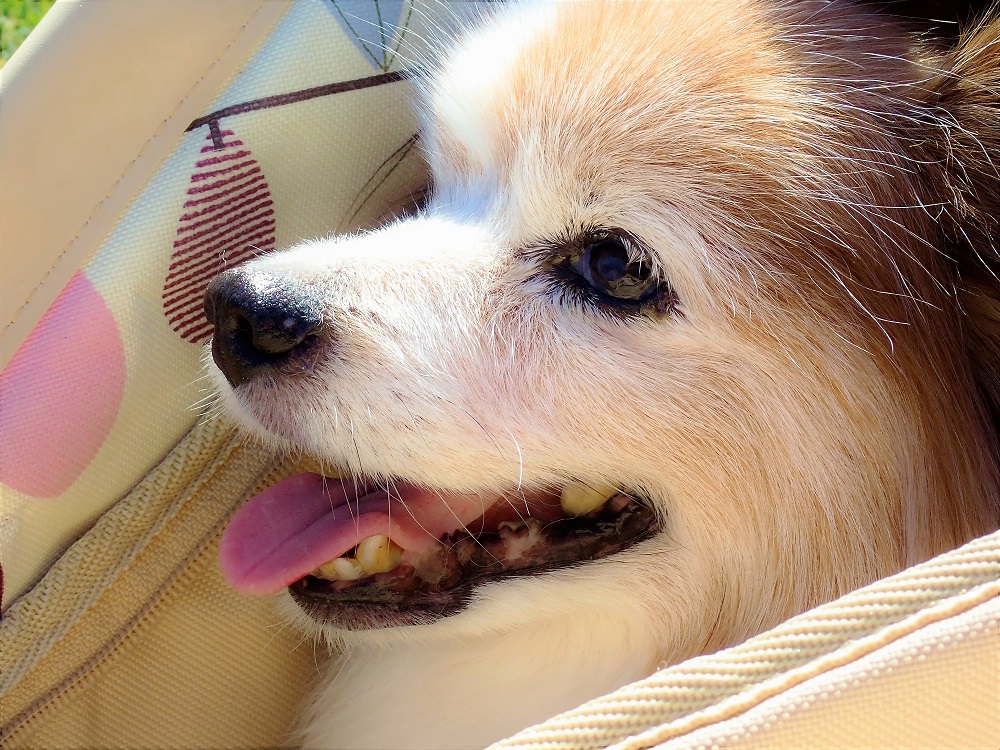 うさ＊時々かえたん tweet media