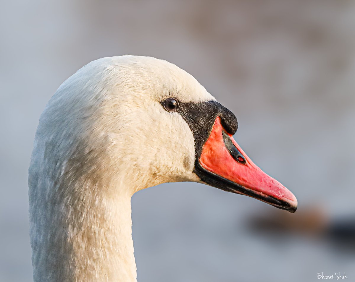 Clear vision with focus! 
At Furzton Lake, Milton Keynes. 

#scenesfrommk #ThePhotoHour #MacroHour 
#ukwildlife #waterbirds #floraandfauna