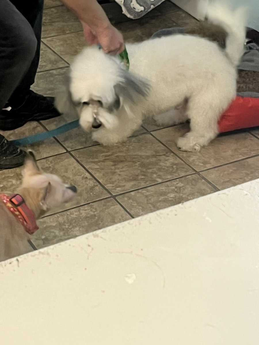 Kiitogaming's tweet photo. Holy fluffing god….. don’t made the dog staring at me LMAO anyways happy b day to me and I hope y’all have a great weekend:D https://t.co/rXSXnyb3jw