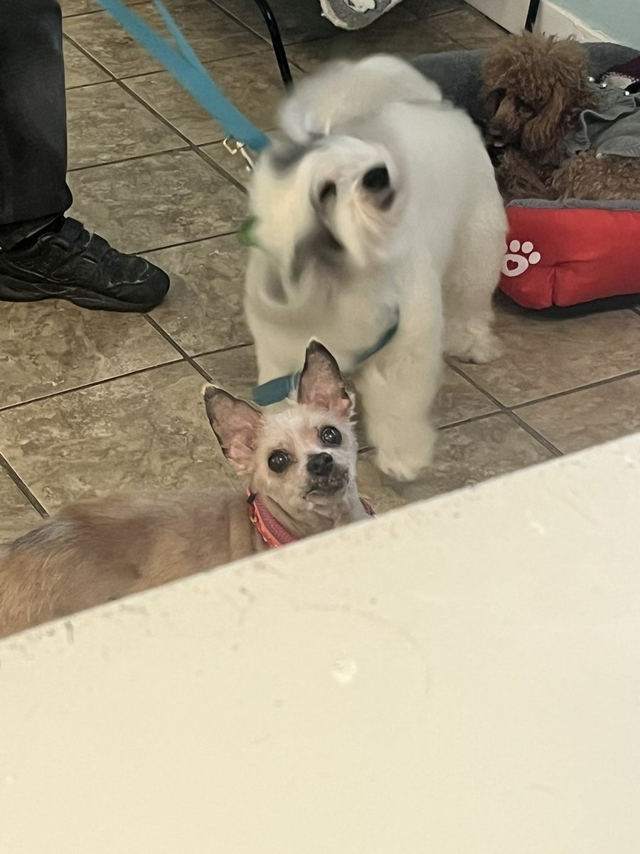 Kiitogaming's tweet photo. Holy fluffing god….. don’t made the dog staring at me LMAO anyways happy b day to me and I hope y’all have a great weekend:D https://t.co/rXSXnyb3jw