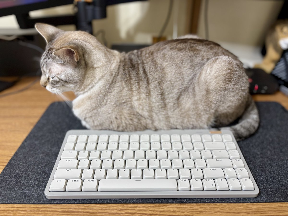 noenyaaan's tweet photo. 今日、新しいキーボードが届いた⌨️
え、猫も操作できるの？

#シャムトラ
#Lofree
#LofreeFlowLite https://t.co/eaOcbZ7cIc