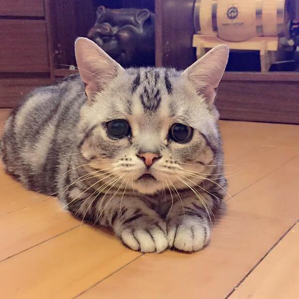 Gekikawa_Dbts's tweet photo. 世界一の困り顔をもつ猫 https://t.co/LapWLK7qVf