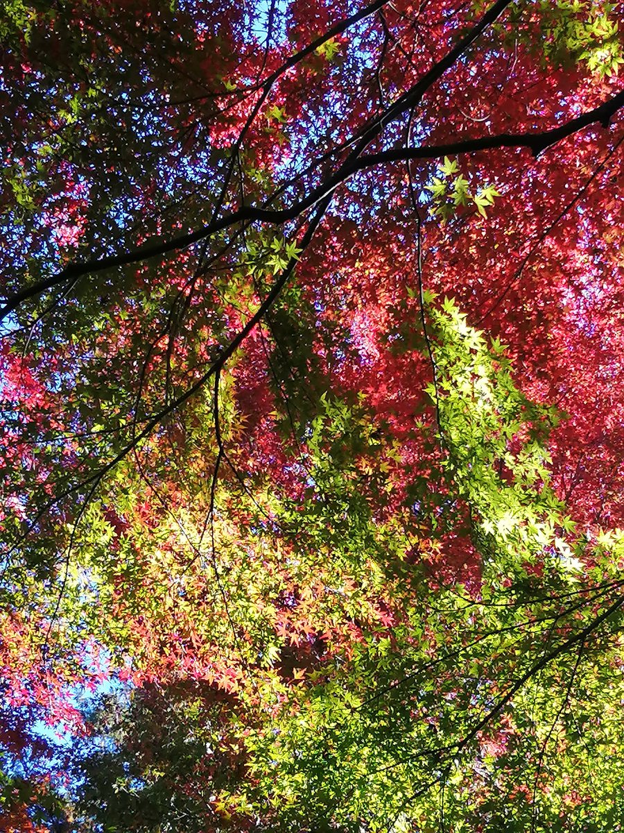 井の頭公園の美しさ