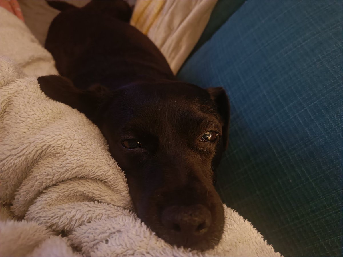 The head of cuteness... 🐶