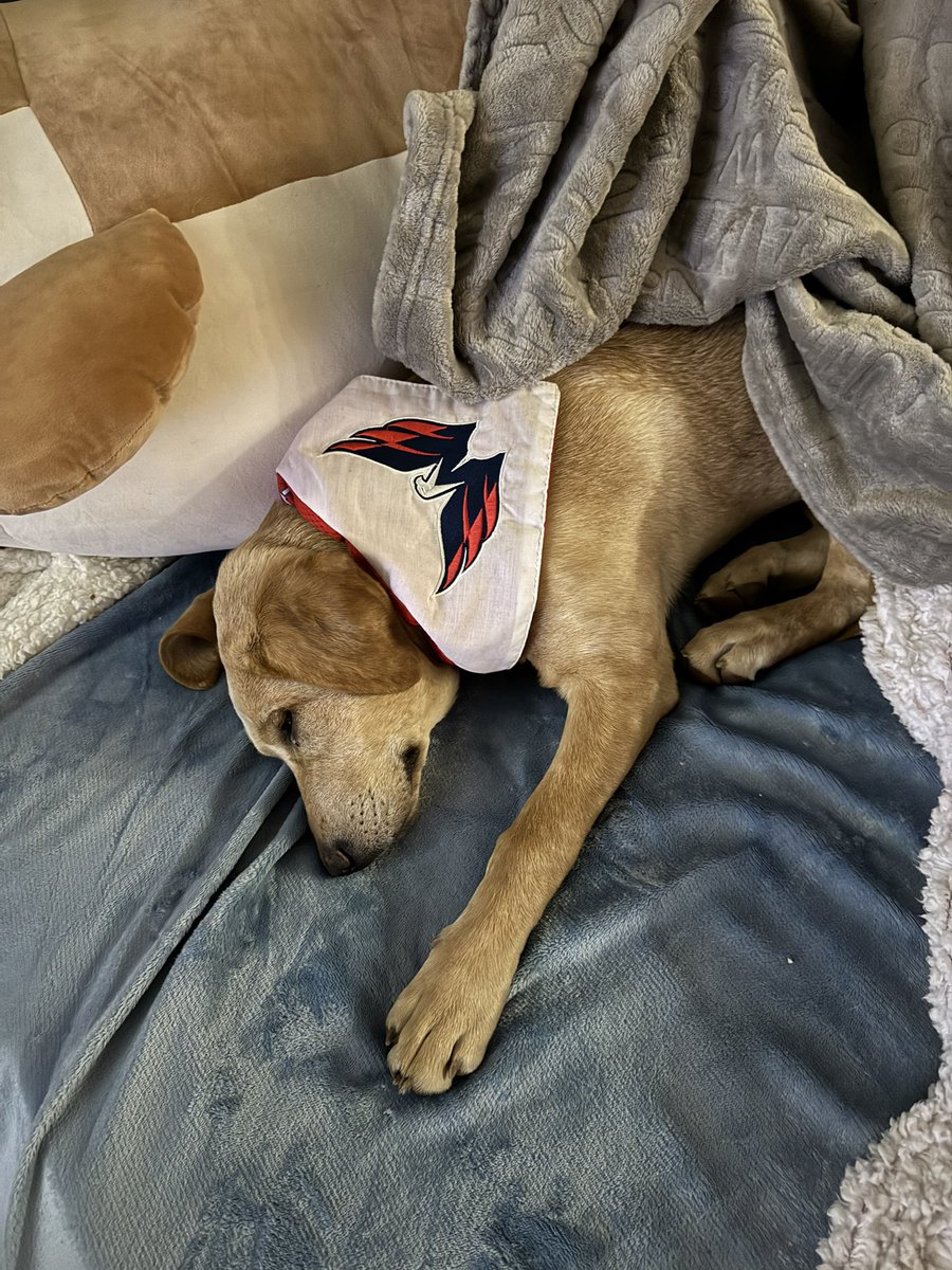 PMoseler's tweet photo. @Capitals after that WIN!!! We are tired! https://t.co/3Zr4AioWma