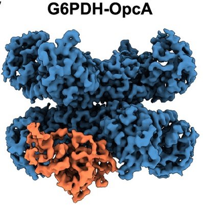 DmitryShvarev's tweet image. Excited to see our study with @DoelloSofia on G6PDH redox regulation in #cyanobacteria finally published in @PNASNews!
pnas.org/doi/10.1073/pn…
Many thanks to @MoellerGroup, @UniOsnabrueck, #CellNanOs,
@SCyCode1, @dfg_public