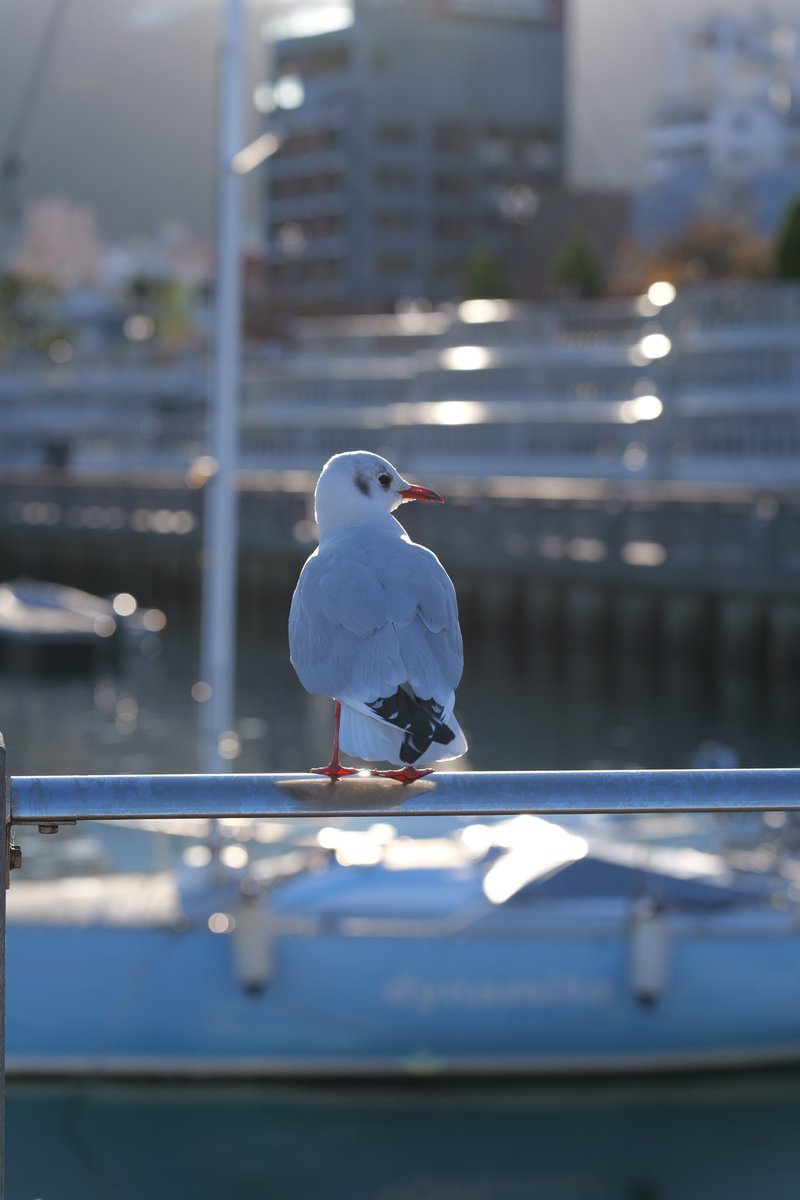 #S9 #sigma #90mm