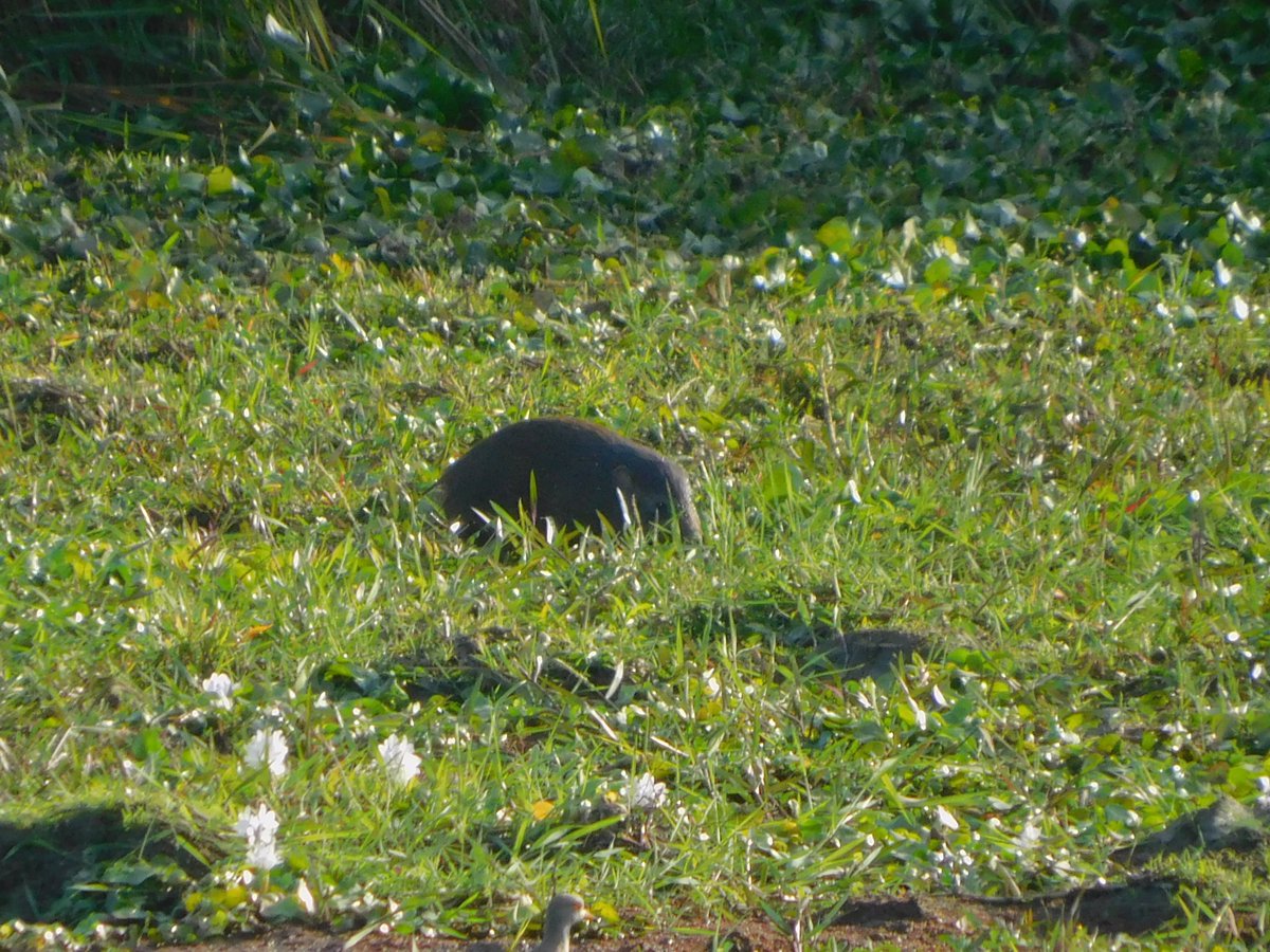 Mangaldoi Wildlife Division tweet media