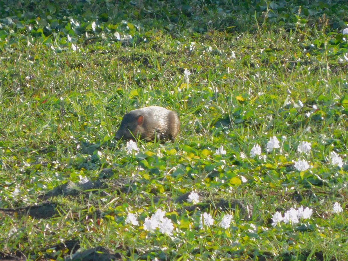 Mangaldoi Wildlife Division tweet media