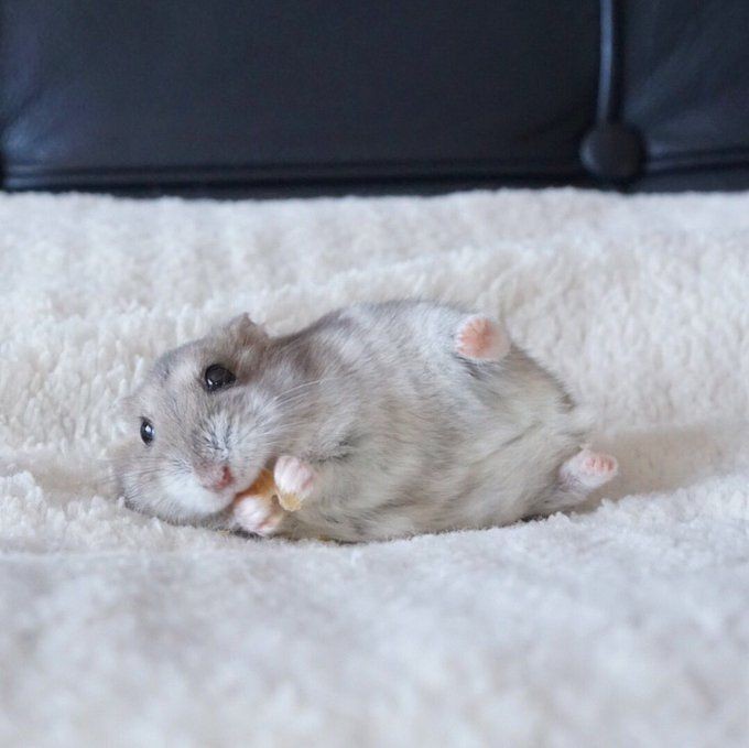 Tweets Of Hamster (@tweetsofhamster) on Twitter photo 