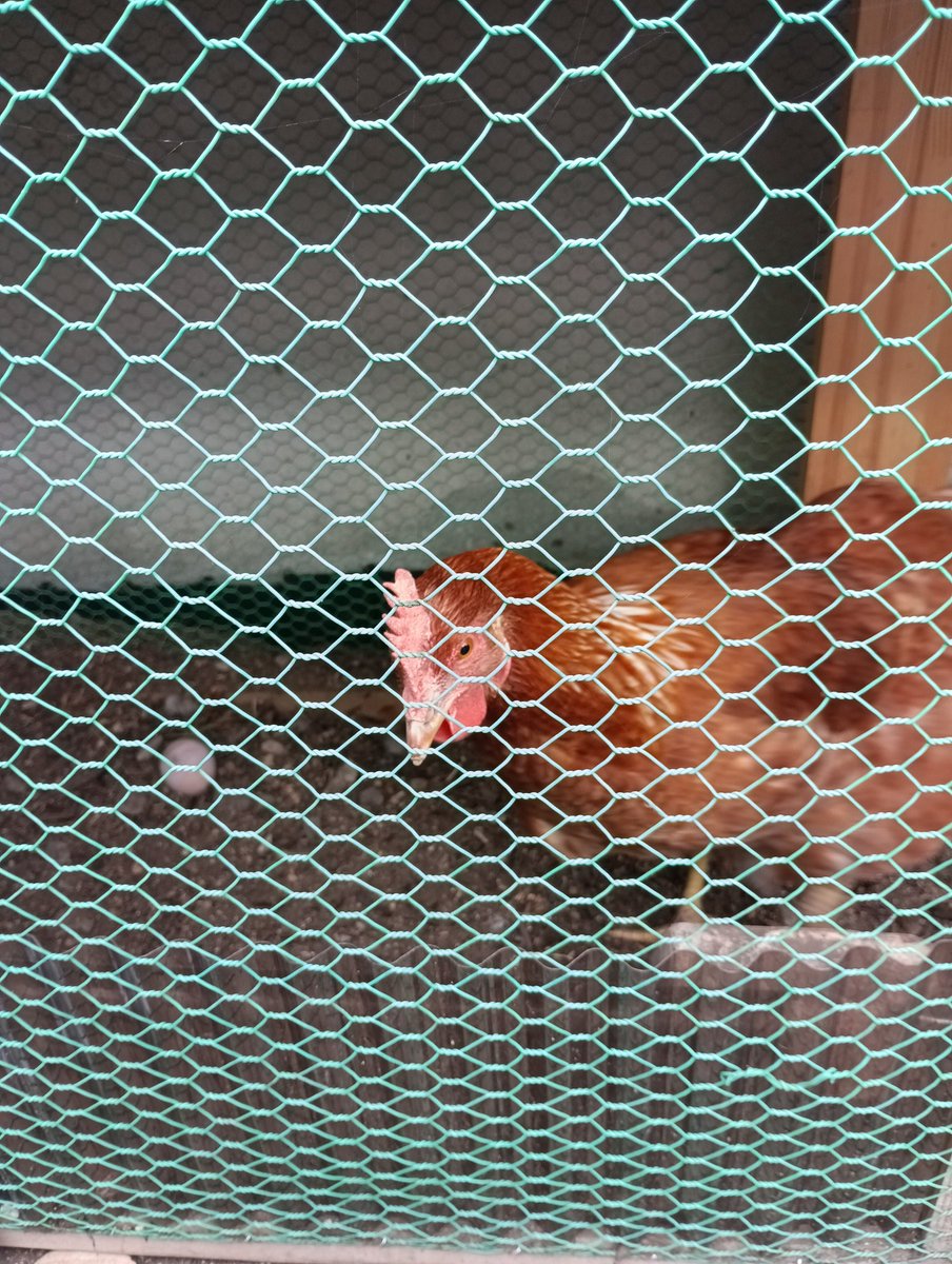 O9Ky1's tweet photo. 飼っている鶏が初めて卵を産んだ！😍気づいたら、土の上に❣️❣️産卵箱をまだ用意してないから、考えないといけないな～🤔 https://t.co/7RNtkkmYx2