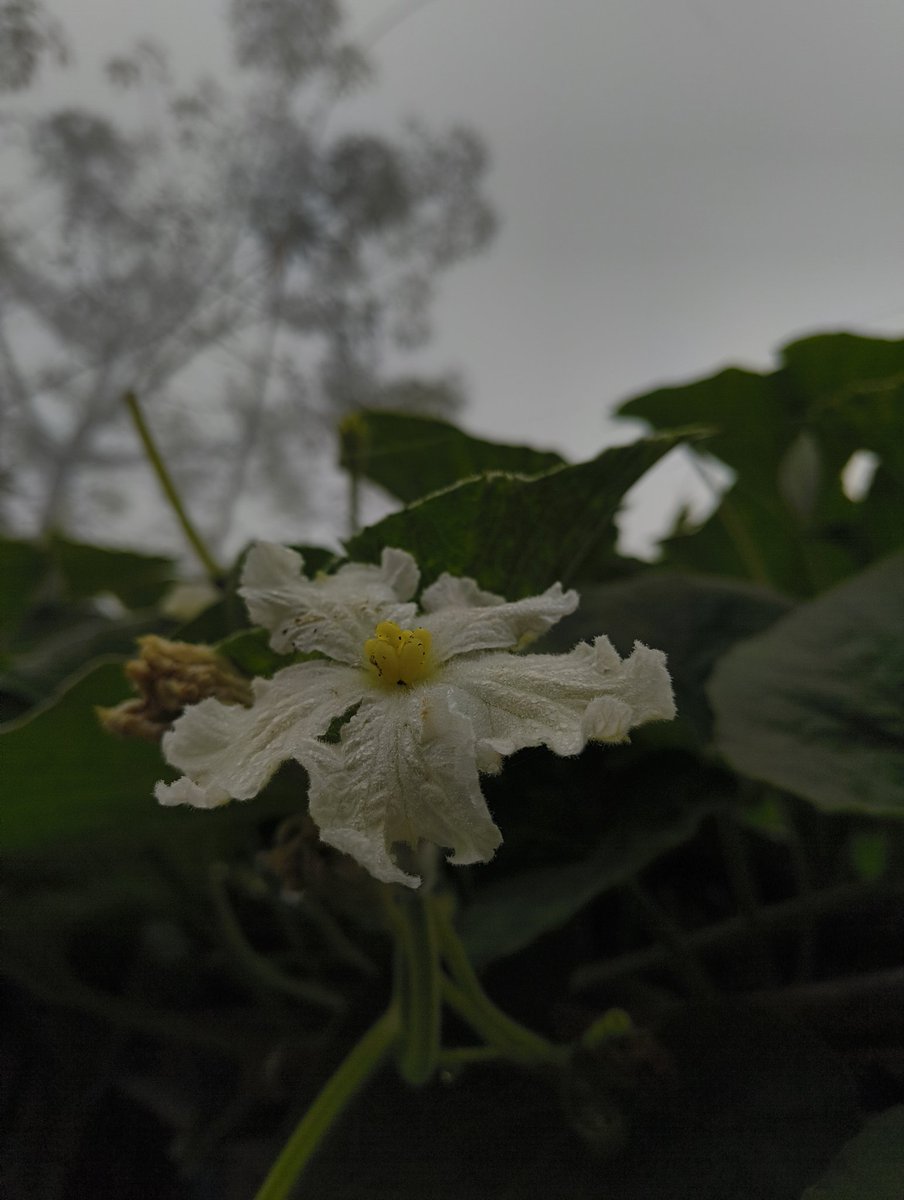 "वही खिलें, जहाँ आप लगाए गए हैं।"
🌼🌼🌼