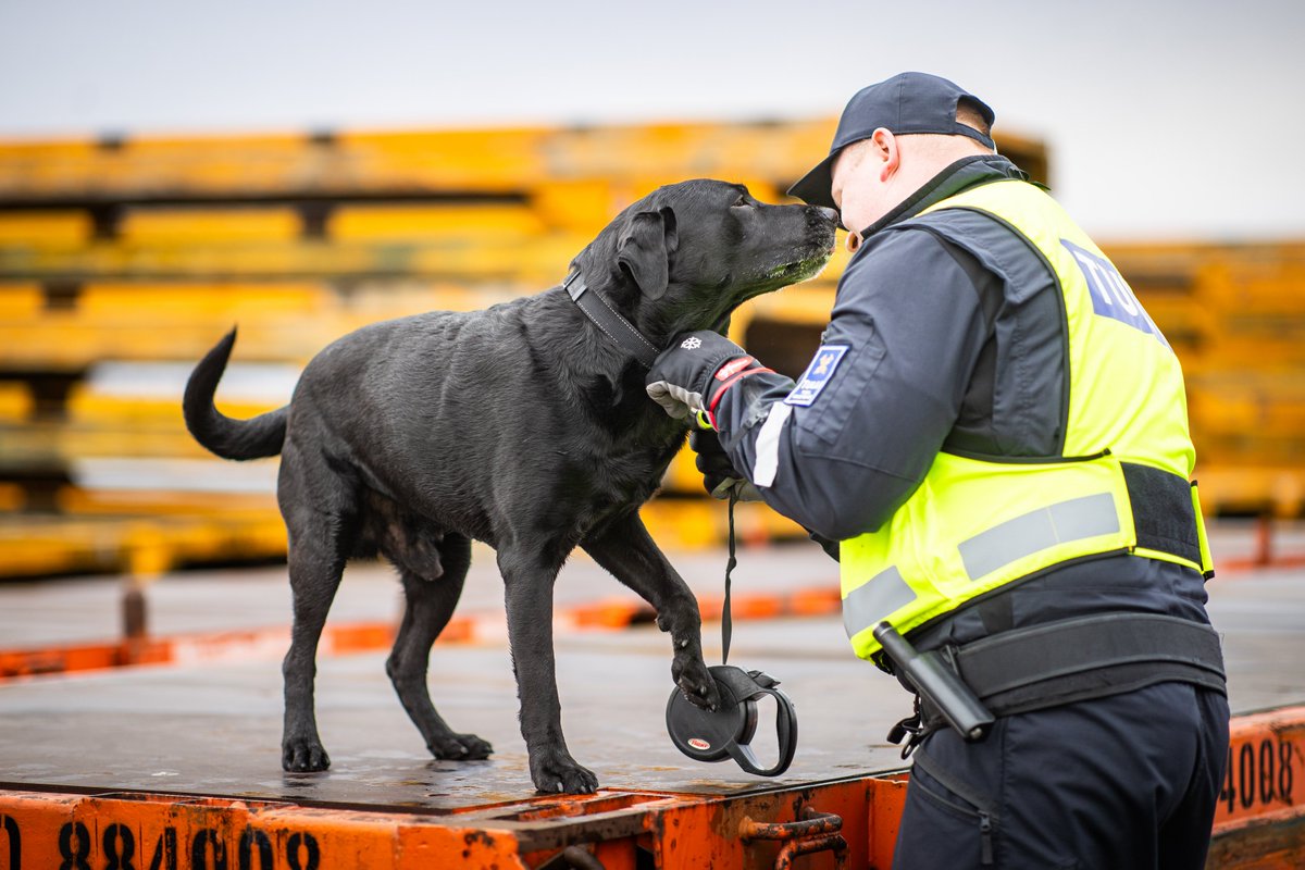 SuomenTulli's tweet photo. 🐕 Tänään on Jopen päivä.
@kennelliitto palkitsee tänään Jopen ja muut vuoden virkakoirat Koiramessuilla. Onnea kaikille palkituille! 🏆
Jos olet paikalla, tule palkitsemisen jälkeen moikkaamaan Jopea!
📷: Jukka Pätynen
#tullikoirat #TulliTurvaa #Koiramessut https://t.co/Sogo4DHL5Z