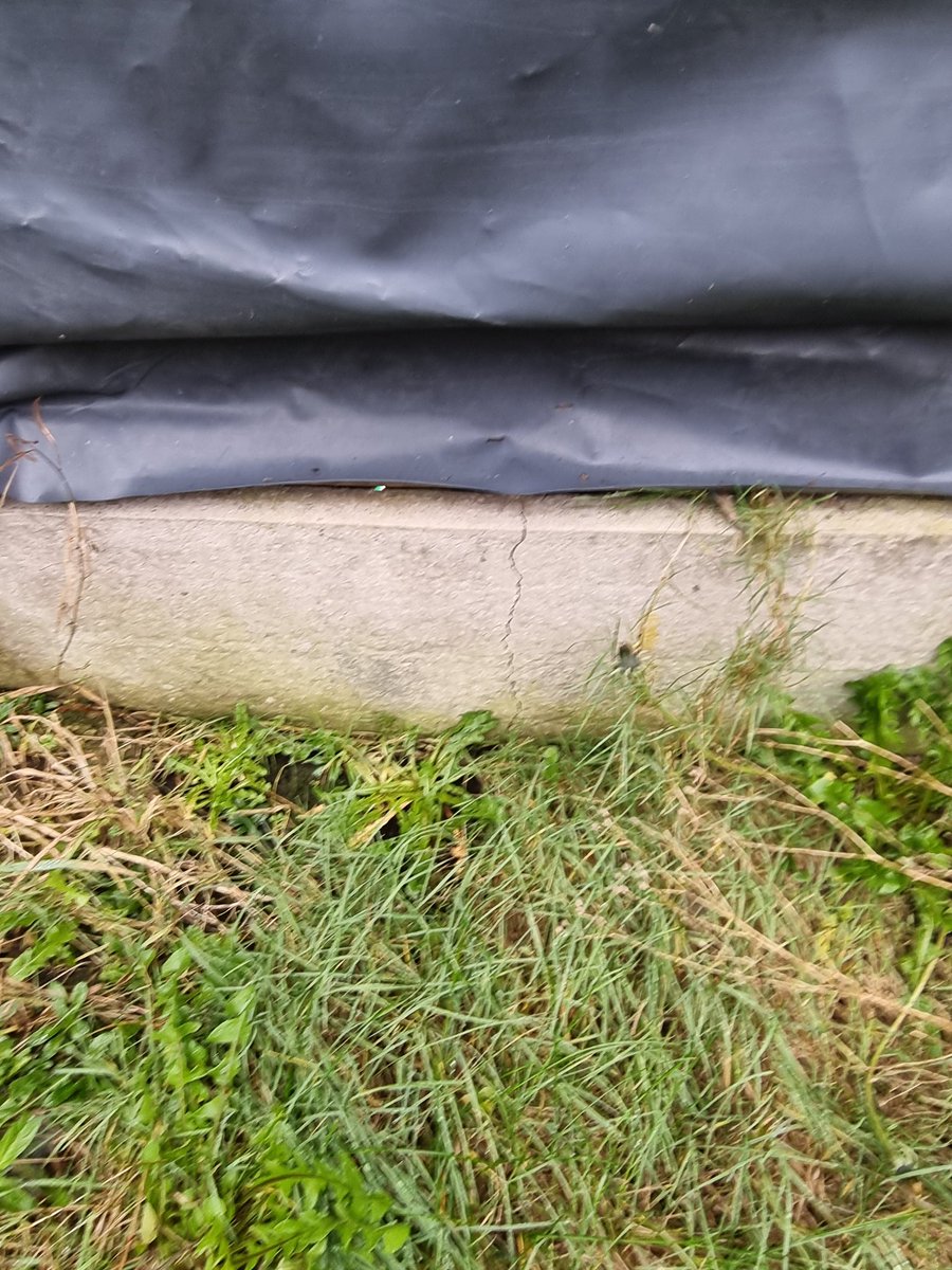 Gamble free girl tweet media