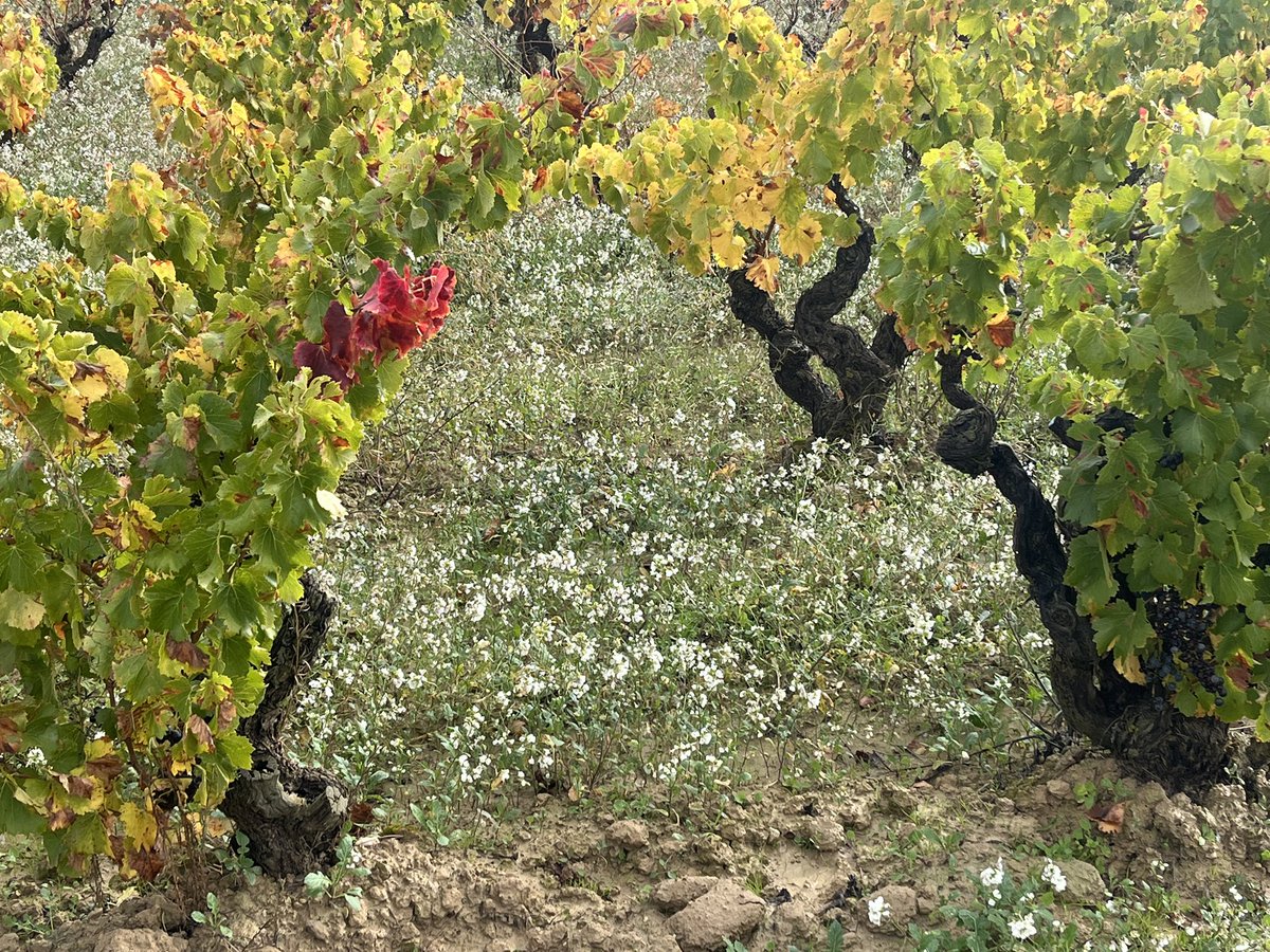 mgrapesland's tweet photo. @growtxo la #gastronomía fue declarada por la @UNESCO #Patrimonio #Cultural #Inmaterial de la #Humanidad, y el #vino forma parte esencial de dicha gastronomía. Aquí estamos enriquecidos de ello y enriquecemos a quien nos visita, ¿organizamos algo? 💯💯💯 https://t.co/IcqiBzPaHP