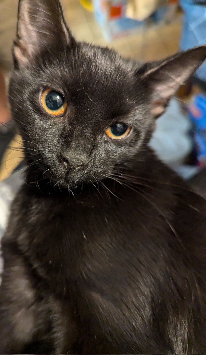 Snuggle Beast tweet media