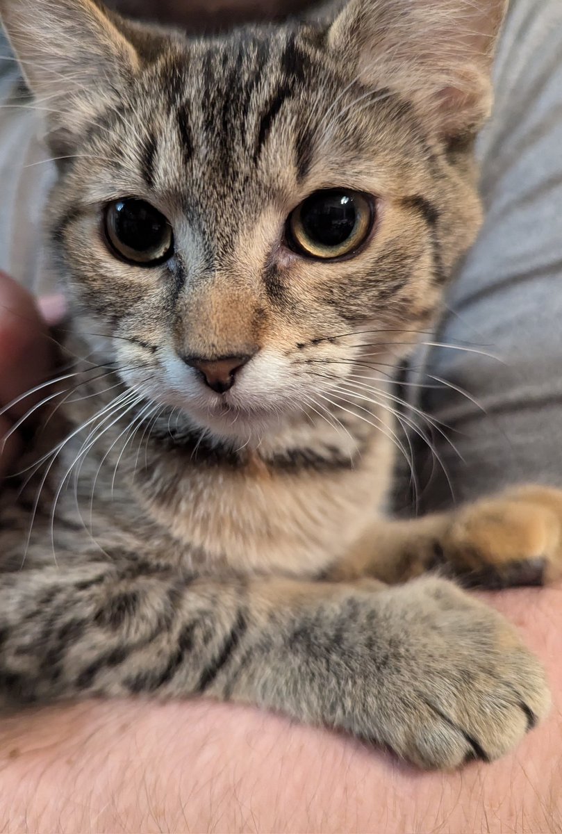 Snuggle Beast tweet media