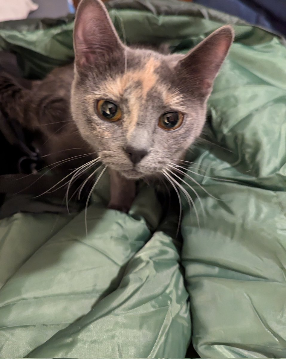 Snuggle Beast tweet media