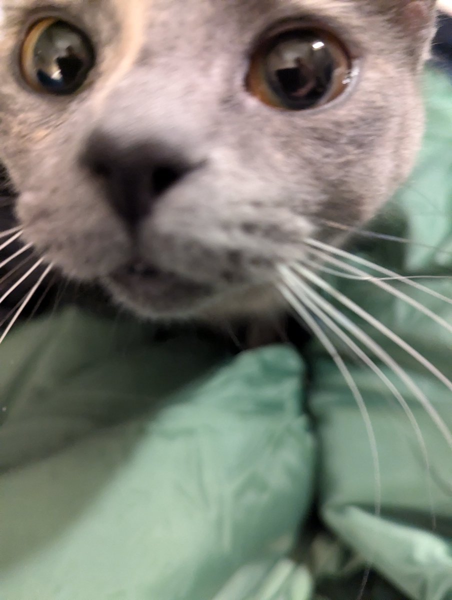 Snuggle Beast tweet media