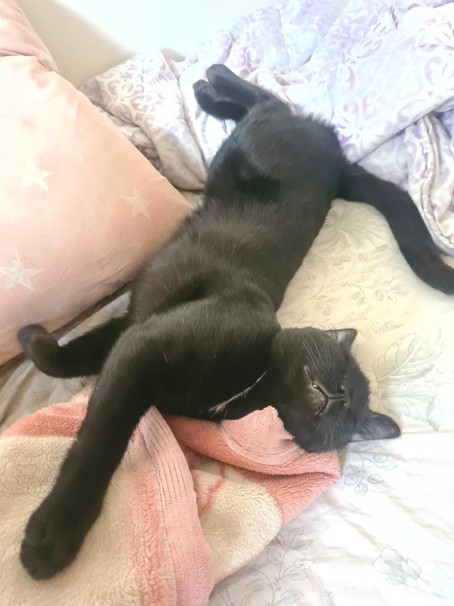 mishepydamnakni's tweet image. صبح شنبه در دنیای موازی.