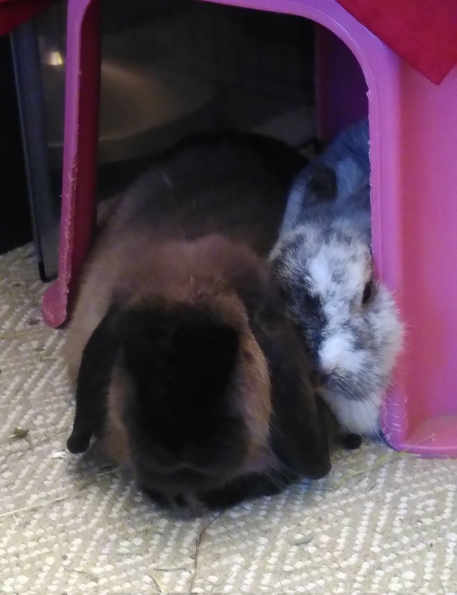 bunnimal's tweet photo. we have moved!

check the pins for where to see more updates from us now https://t.co/1mTd1yBvMT