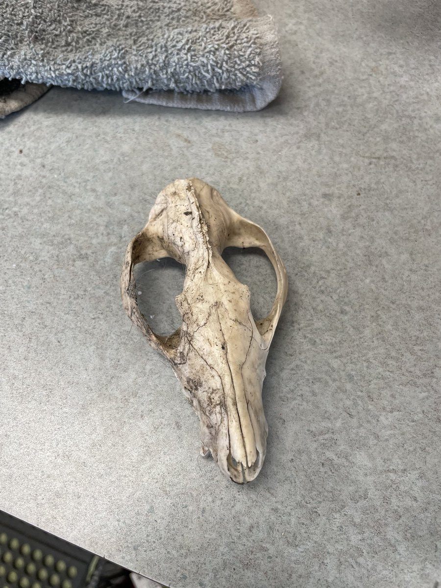 inspiRIZZ's tweet photo. My coworker found this possum skull in our loading zone and gave it to me and I almost screamed - they know me well 🥹 Can’t wait to clean it up so I can display it with all of my other weird shit! https://t.co/alu39xHbaK