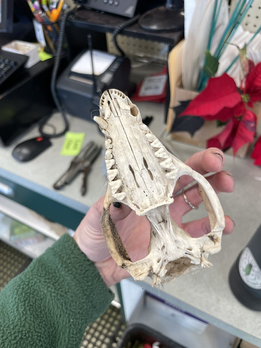 inspiRIZZ's tweet photo. My coworker found this possum skull in our loading zone and gave it to me and I almost screamed - they know me well 🥹 Can’t wait to clean it up so I can display it with all of my other weird shit! https://t.co/alu39xHbaK