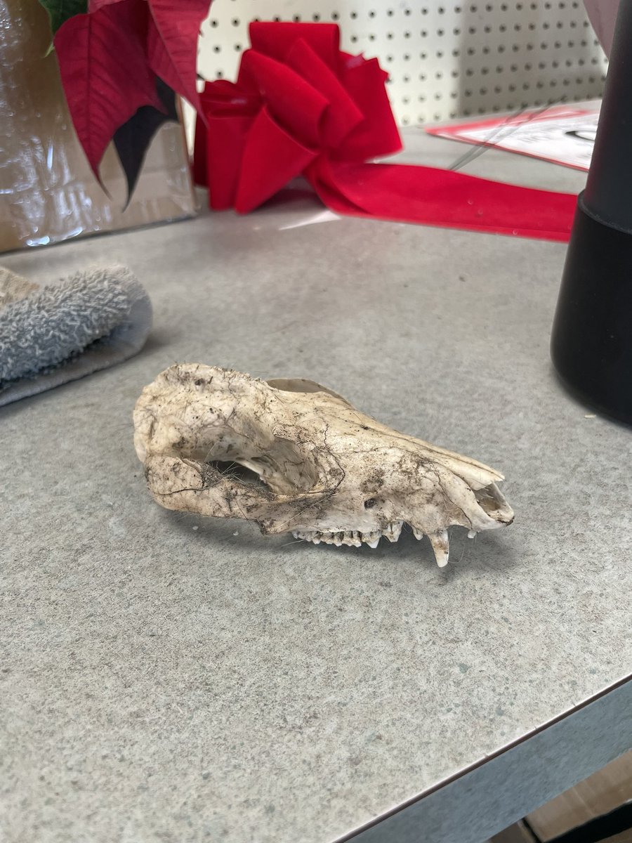 inspiRIZZ's tweet photo. My coworker found this possum skull in our loading zone and gave it to me and I almost screamed - they know me well 🥹 Can’t wait to clean it up so I can display it with all of my other weird shit! https://t.co/alu39xHbaK
