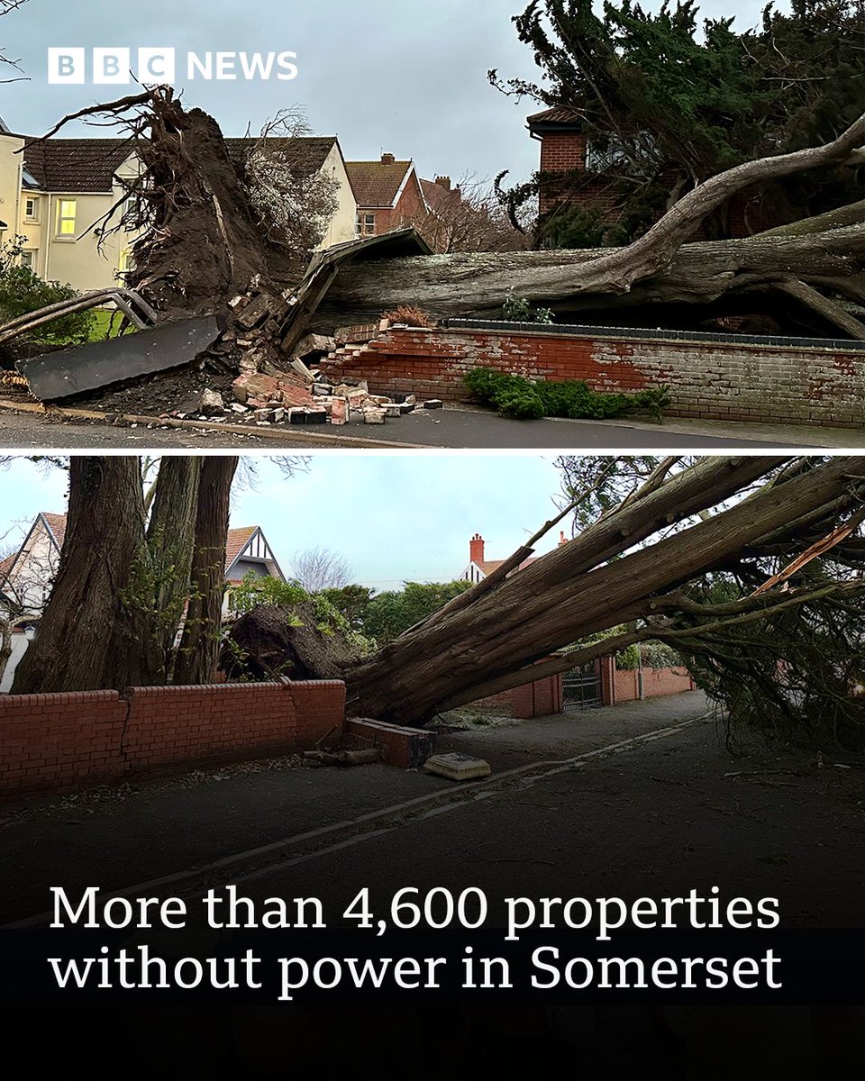 We're starting to see some of the damage caused by #StormDarragh.
There are a number of trees down in Burnham-on-Sea - and the National Grid says around 4,684 have lost power in Somerset.

Keep across the latest here ➡️ bbc.in/4f29cNL