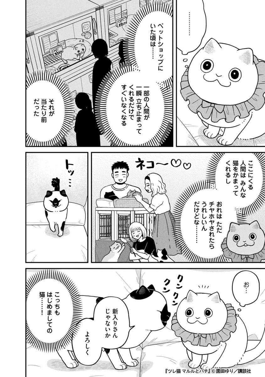 保護猫カフェで才能を発揮する猫(1/3) 