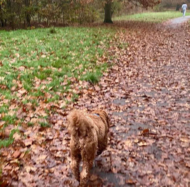 TheDogRucker's tweet photo. My DogRucking essentials 🎯
1. GoRuck backpack - for absolute comfort and support @GORUCK 
2. Vivobarefoot All Weather trail shoes, they allow me to feel totally at one with the trail and in control of every step @VIVOBAREFOOT 
3. My DogRucking partner 🐾@labradoodles https://t.co/GHsFakzB1N