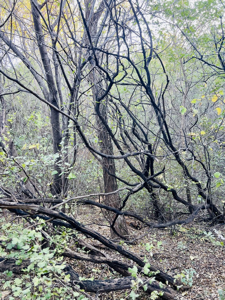 rarefiedgas's tweet photo. #Lianas and trees in the #forest
#hiking 森林中的藤和树 https://t.co/RI3oiQgjKC